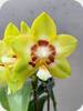 Phal. Yaphon Image Eddy